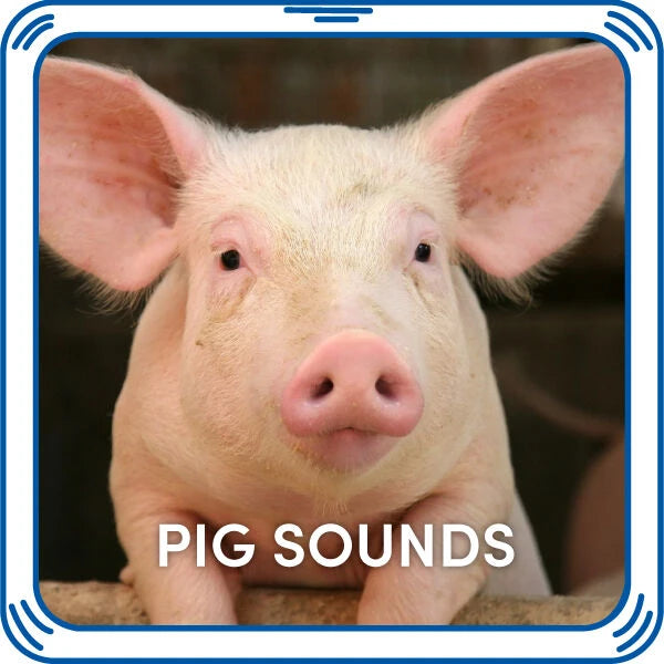 Pig Sounds for Stuffed Animals| Build-A-Bear® - US 3827