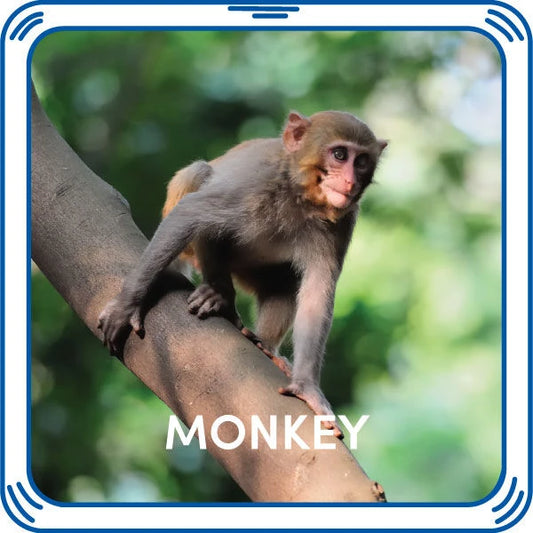Monkey Sound - US 5245