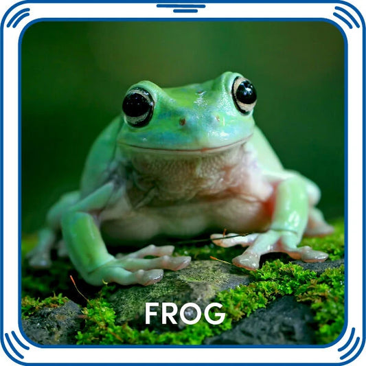 Frog Sound for Stuffed Animals | Build-A-Bear® - US 1064